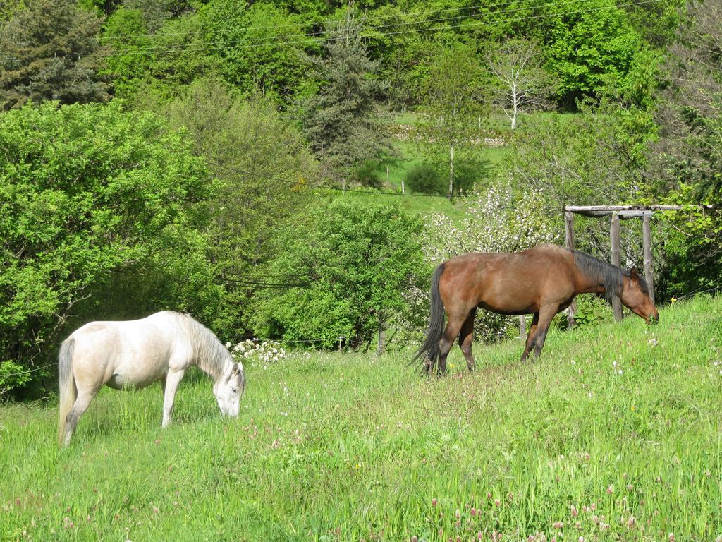 Le Petit Rias Gite Soleil Saint Maurice en Chalencon Exterior photo